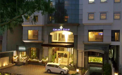 golden tulip