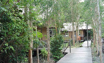 rimba-orangutan-eco-lodge-indonesia-05